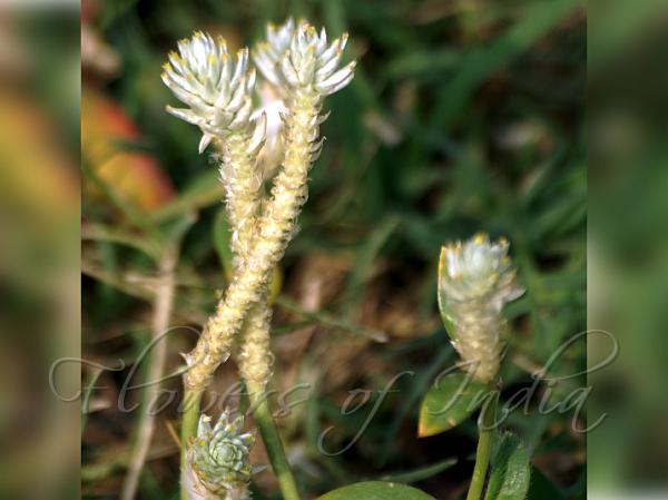 Cockscomb Gomphrena